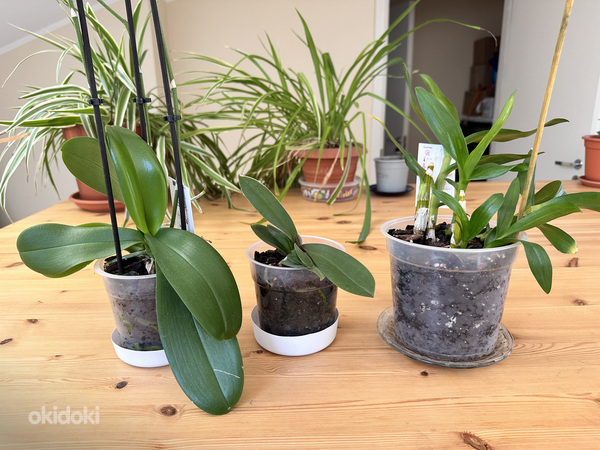 Разные орхидеи + кашпо + грунт + удобрение цена за всё (фото #2)