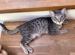 Ilus haruldase sinise tabby värvusega kassipoeg (7 foto / 10)