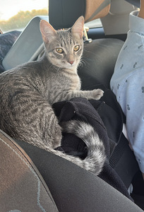 Ilus haruldase sinise tabby värvusega kassipoeg (5 foto / 10)