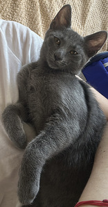 Ilus haruldase sinise tabby värvusega kassipoeg (9 foto / 10)