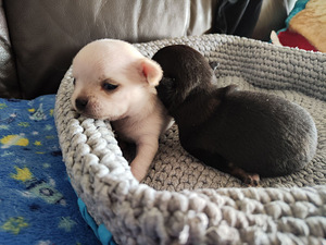 Chihuahua mini. Chihuahua mini isased (6 foto / 10)