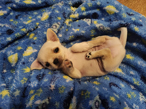 Chihuahua mini. Chihuahua mini isased (1 foto / 10)