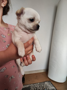 Chihuahua mini. Chihuahua mini isased (9 foto / 10)