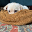 Labrador Retrievers puppies (photo #3)