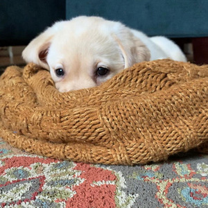 Labrador Retrievers puppies (3 photo of 4)