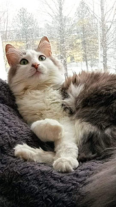 Отдам кошку (2 фото из 2)