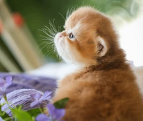 GOLDEN Chinchilla briti kassipoeg