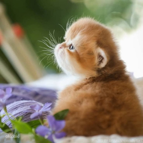 GOLDEN chinchilla BRITI kass