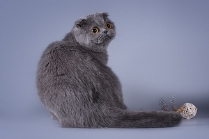 Šoti fold kass Bonya Scottish fold (8 foto / 10)