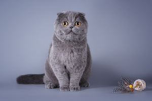 Šoti fold kass Bonya Scottish fold (9 foto / 10)