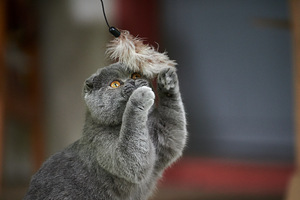Scottish Fold Baldi (5 foto / 8)