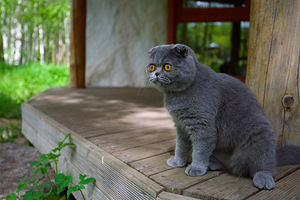 Scottish Fold Baldi (4 foto / 8)