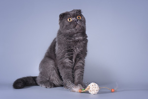 Scottish Fold Bonia (2 foto / 4)