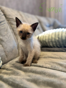 Продам котят (1 фото из 5)