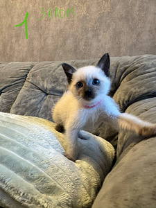 Продам котят (5 фото из 5)