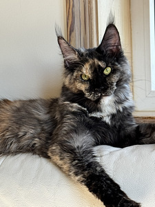 Maine Coon