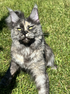Maine coon emane