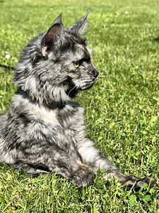 Maine coon emane (6 foto / 7)