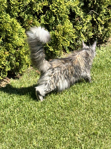 Maine coon emane (7 foto / 7)
