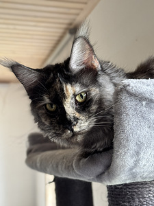 Maine coon emane (4 foto / 7)