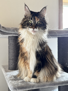Maine coon emane (5 foto / 5)