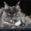 Maine-coon (foto #2)