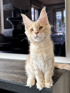 Maine-coon kassipojad
