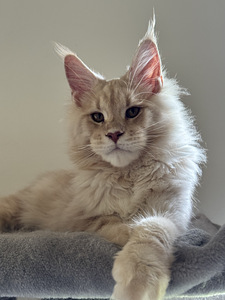 Maine-coon kassipojad