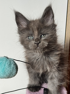 Maine coon