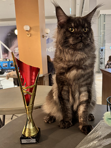 Maine coon 5 kuud (6 foto / 6)