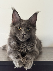 Maine coon 5 kuud (1 foto / 6)