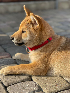 Shiba inu (4 foto / 9)