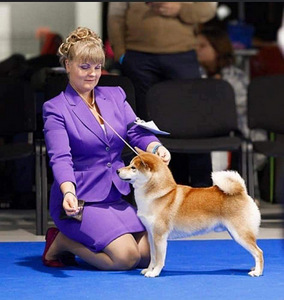 Shiba inu (9 foto / 10)