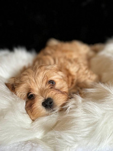 Havanese Bichon / Havanese (2 foto / 10)