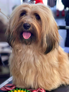 Havanese Bichon / Havanese (9 foto / 10)
