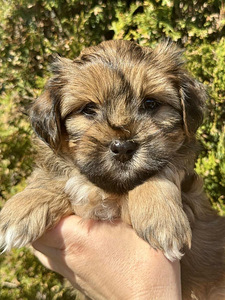 Havanese / Havanese Bichon (4 foto / 8)