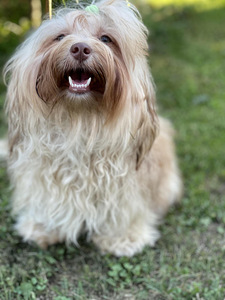 Havanna bichon (8 foto / 9)