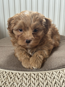 Havanna bichon (1 foto / 10)
