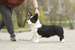 Welsh corgi kardigani kutsikad (4 foto / 5)