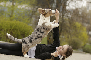 Welsh corgi kardigan bloomerl kutsikas (2 foto / 5)