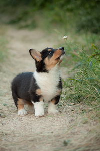 Welsh corgi kardigani kutsikas (2 foto / 3)