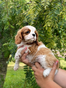Imeilus tüdruk cavalier king Charles spanjel (2 foto / 4)