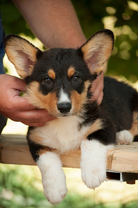 Welsh corgi poiss (3 foto / 5)