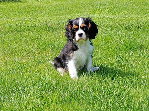 Kutsikad Cavalier King Charlesi spanjel (3 foto / 4)
