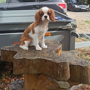 Imeilus tüdruk cavalier king Charles spanjel (2 foto / 7)