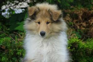 Pikakarvaline collie (6 foto / 10)