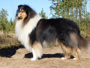 Pikakarvaline collie (9 foto / 10)
