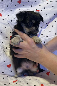 Pitkäkarvaiset chihuahuan pennut – tyttö ja poika (6 valokuva sivusta 9)