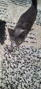 Cat (2 valokuva sivusta 3)