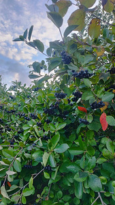 Aronia 5kg (1 valokuva sivusta 4)